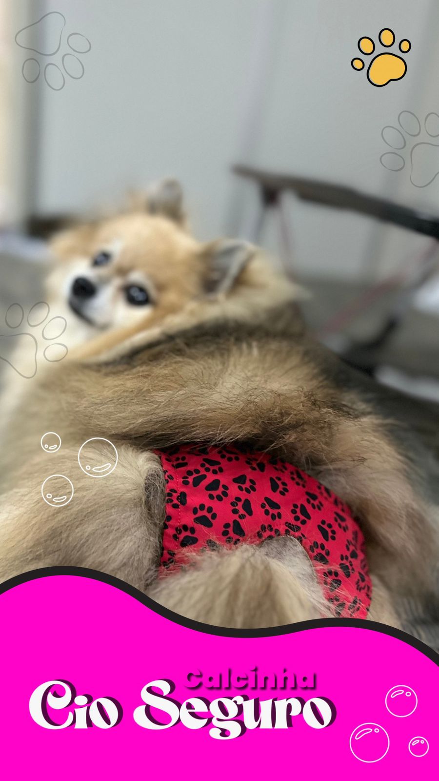 Calcinha Pet Cio Seguro - Tamanho M - Raças Pequenas